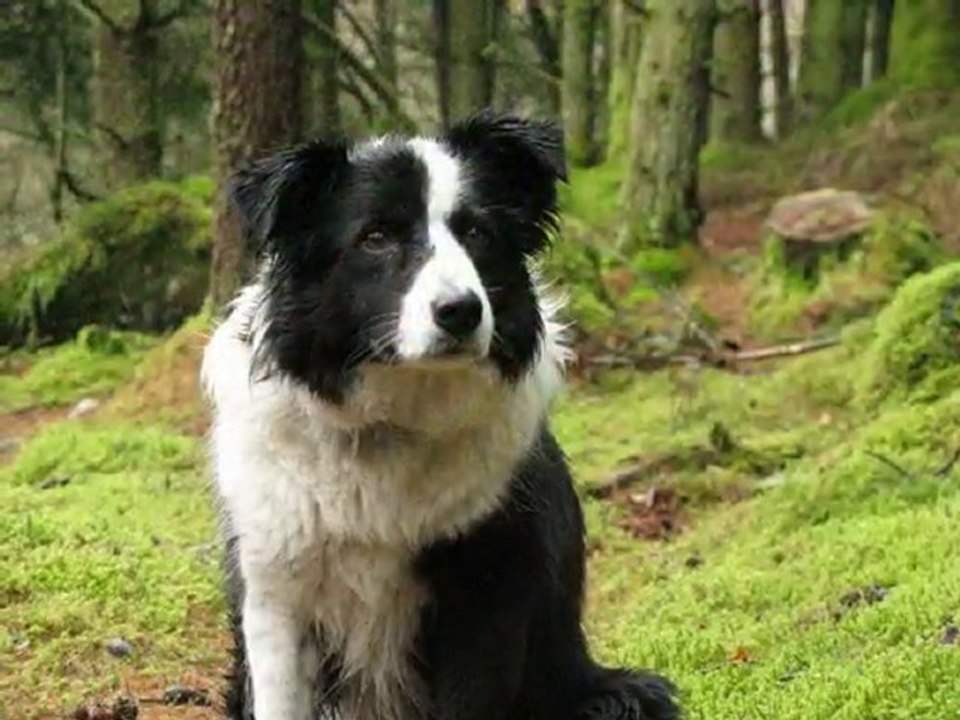 I see collies