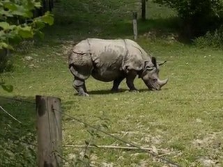 Maman & bébé rhino