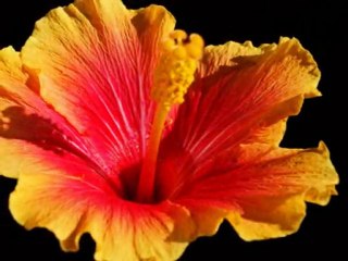 freigestellte blume und blüten in nahaufnahme