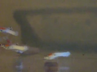 Poecilia Reticulata Bleu du Rorota Guyane Française 2008