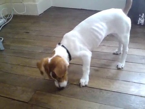 jack russel qui joue au foot