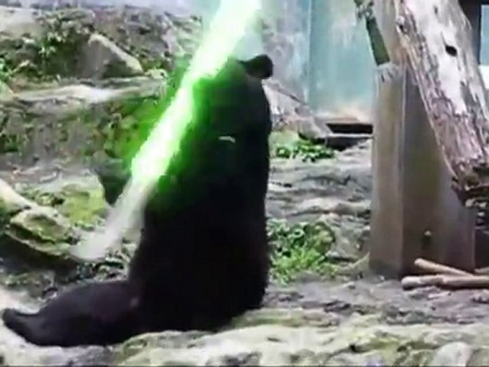 L'ours qui fait du Kung Fu avec un sabre laser