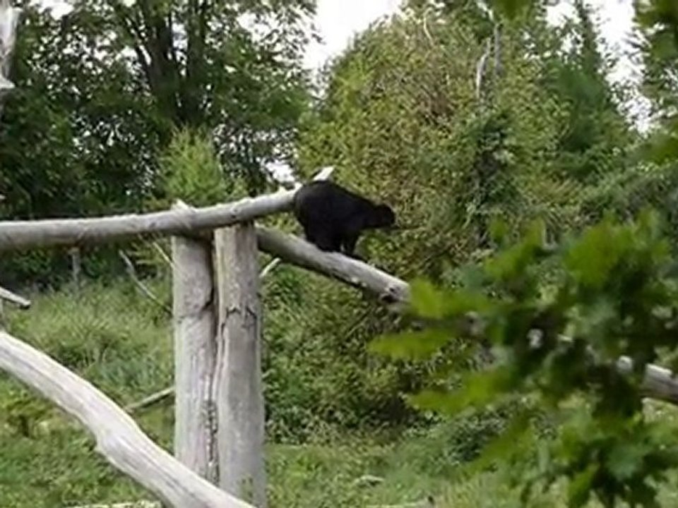 Les ours