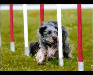 Sélectif Grand Prix De France 2 Mai 2010