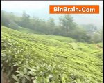 Tea Plantation of munnar