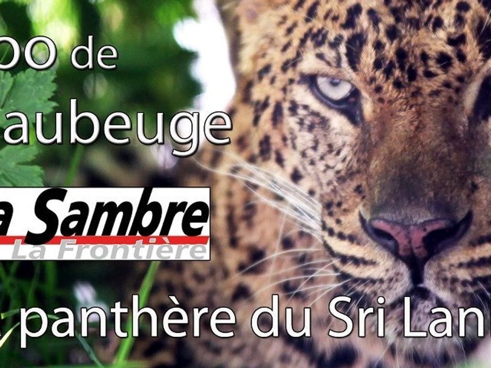 Zoo de Maubeuge : La panthère du Sri Lanka