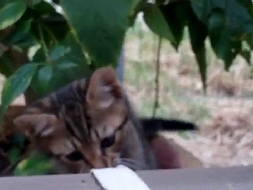 my sea of love- cat and kitties