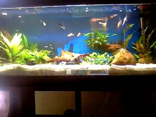 Aqua 120L de guppys et platys