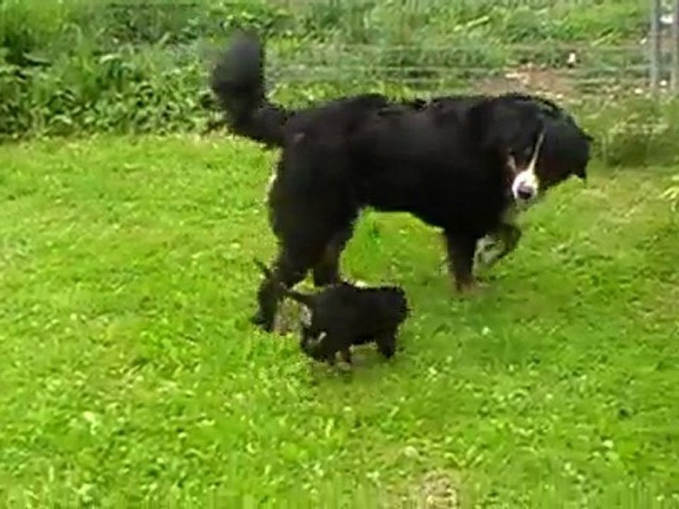 chiots Volcane et Cobain 3