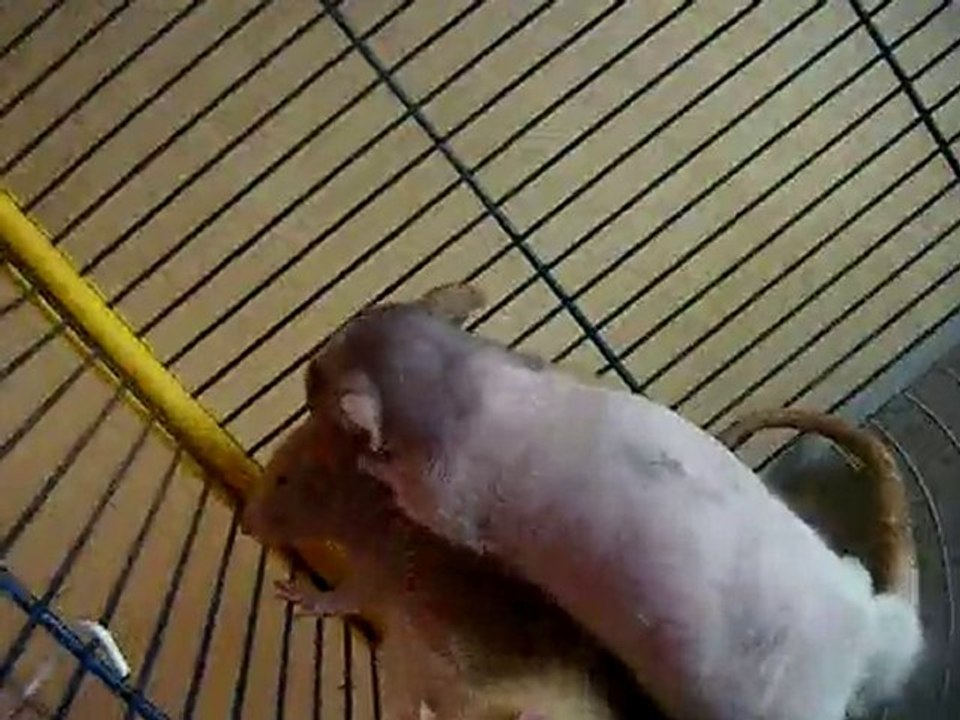 Mes petites louloutes d'amour =D