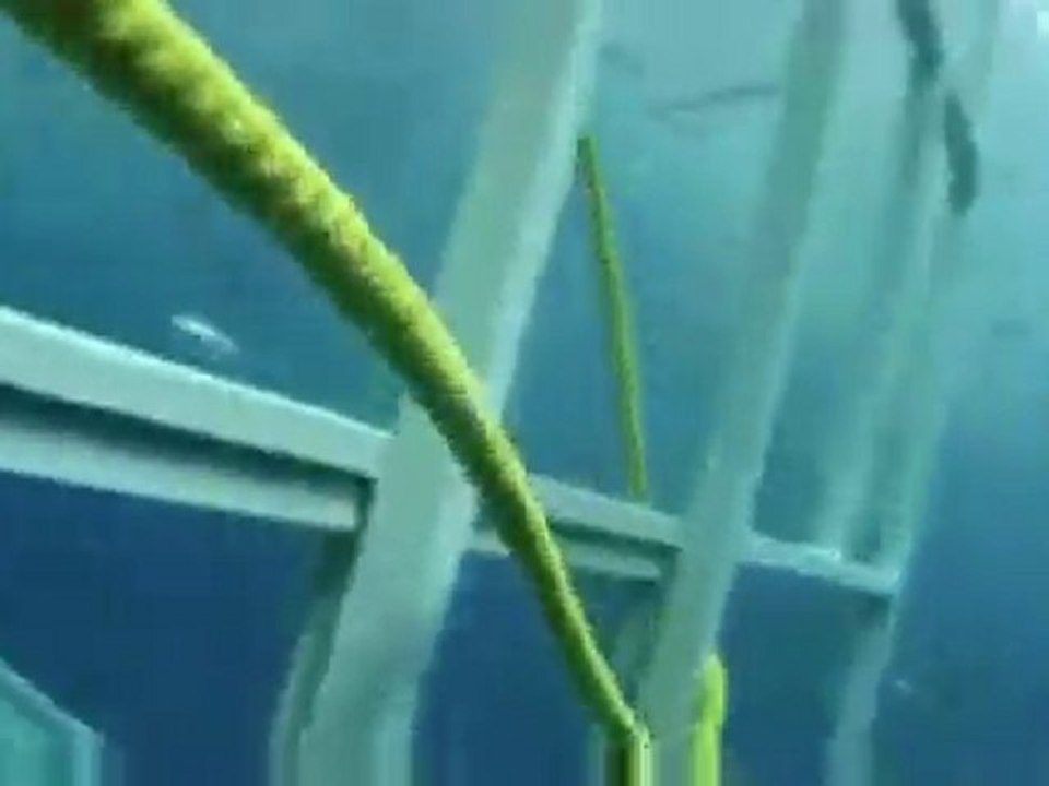 Un requin brise une cage : all-et-nothing.blogspot.com