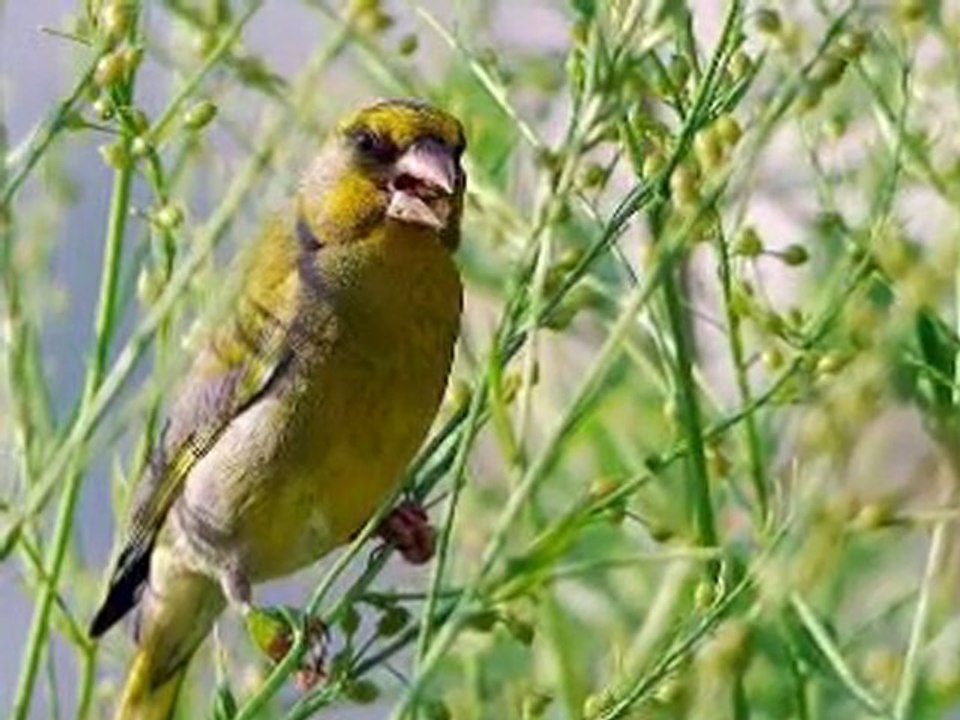 Carduelis  Chloris songs-FLORYA NAĞMELERİ