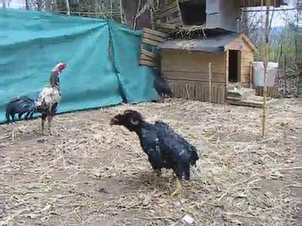 poule thai vs poule réunion