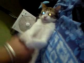 Délire avec mon chat.