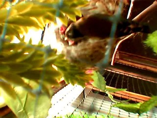 saka kuşu yavruları