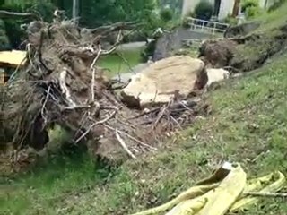 désouchage d'arbres sur terrain en pente.