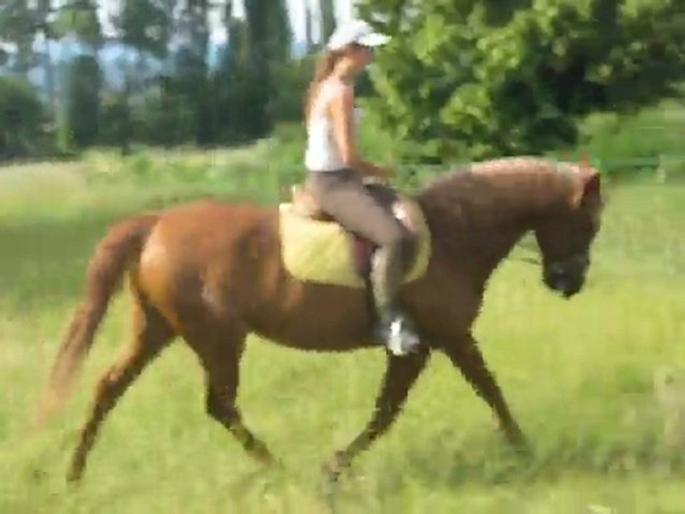 Jaya - jument barbe arabe à vendre - 1