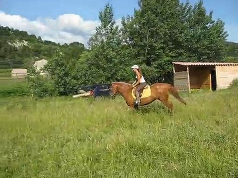 Jaya - jument barbe arabe à vendre - 2