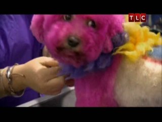 Extreme Poodles