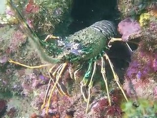 Langouste