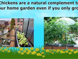 The Inner Adventure of Keeping Urban Chickens