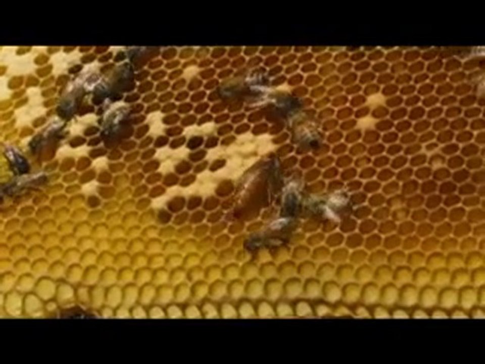 Dégât OGM chemtrails Le Titanic Apicole Terreur Pesticide 08