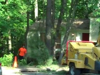 ProArbor Tree Take down, Tree Removal Northern VA