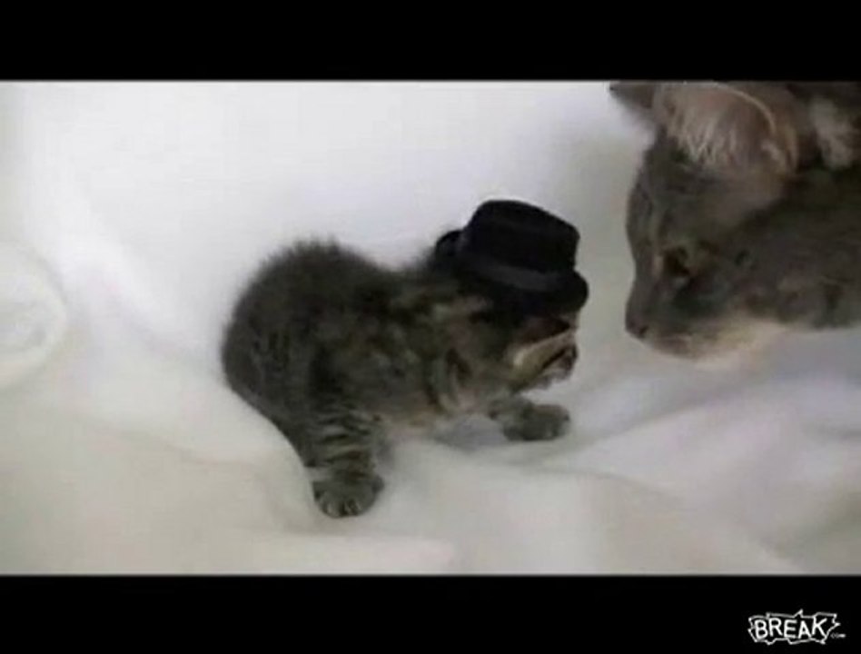 Gatto geloso tira ceffone a cucciolo