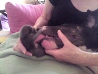 Bull terrier baby cat