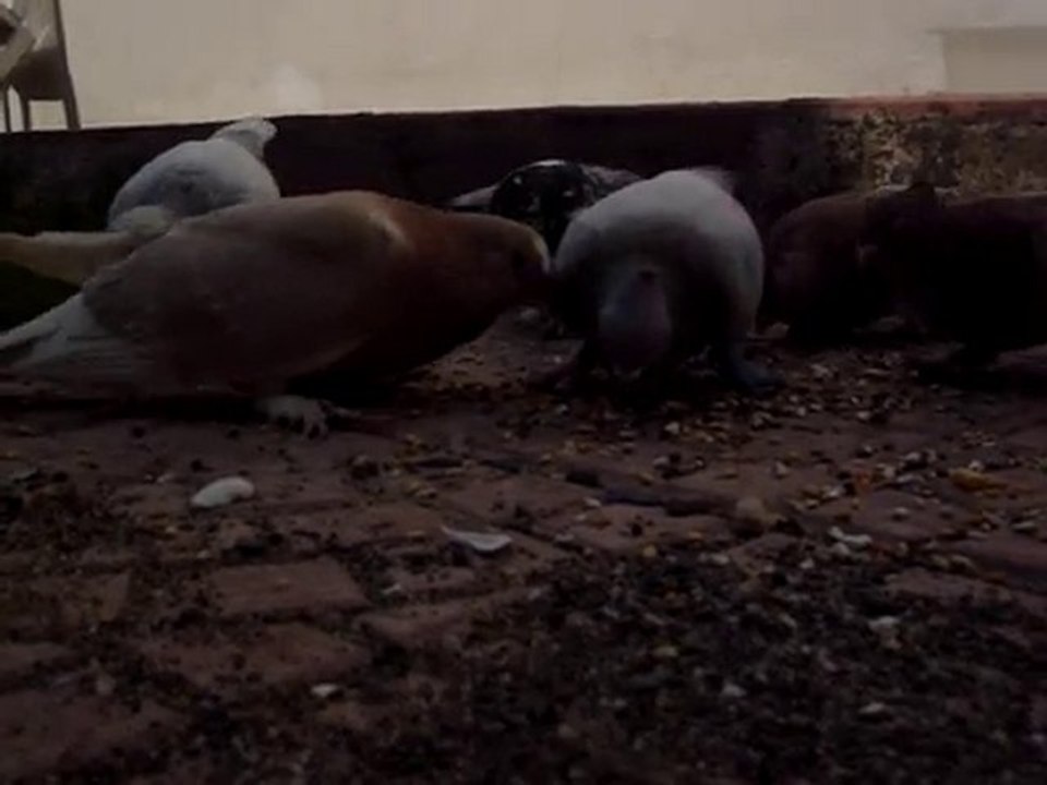 trabzonlu barış babanın güvercinleri 2010