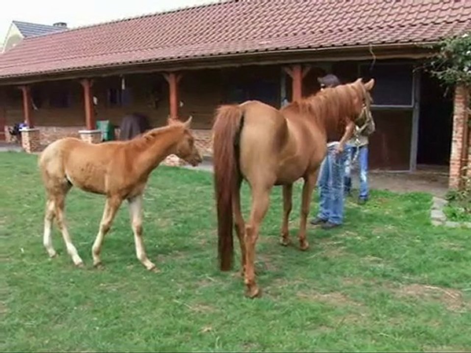 Af ... le poulain qui m'a trouvé