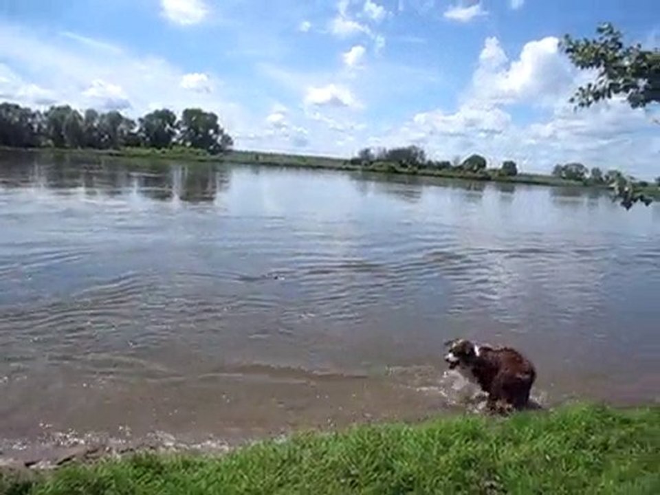 Bords de Loire pour la meute!