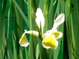 fleurs du jardin  juin 2010