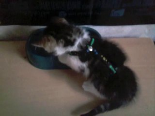 Yuki- Mange des croquettes