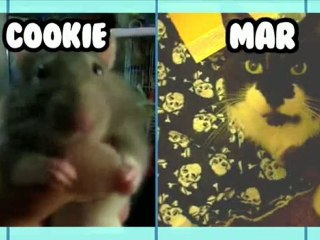 Rat VS Cat! - Animal Idol 031