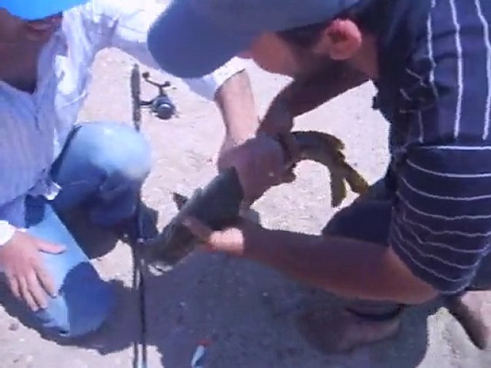 Turna Avı (hacının balığı)