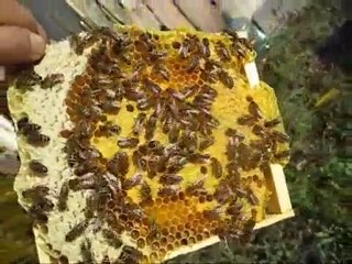 Arıcılıkta kraliçe çiftleştirme kutusu ve kontrolü