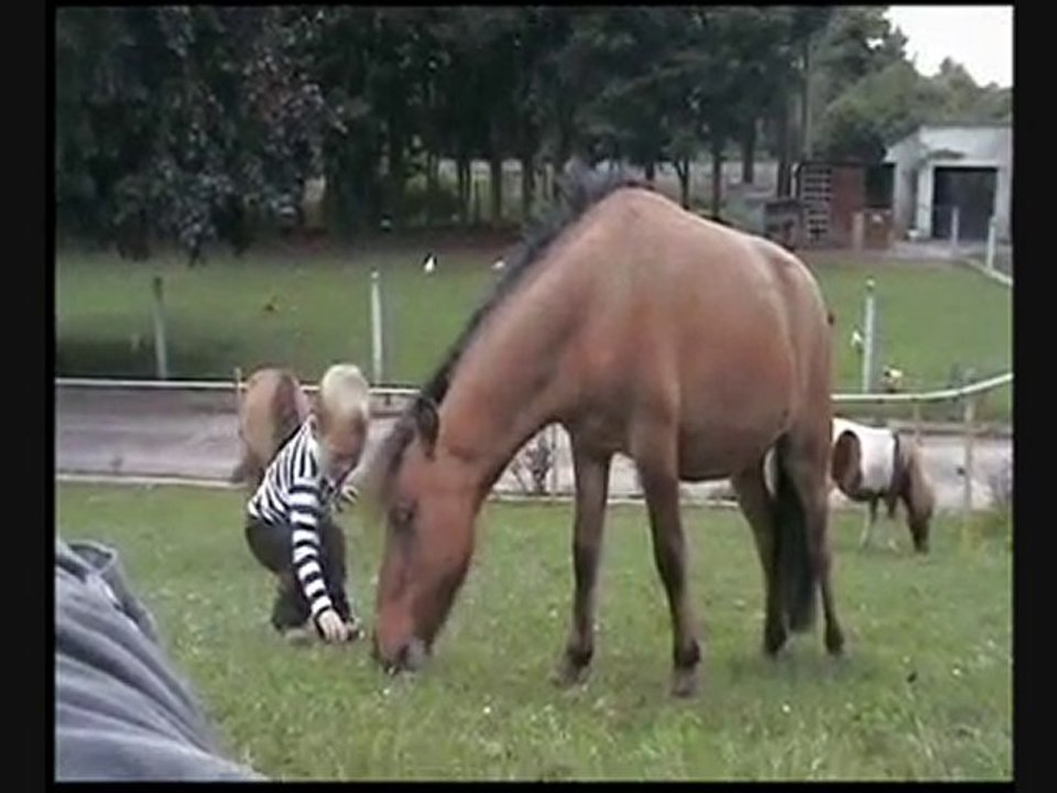 chevaux miniatures