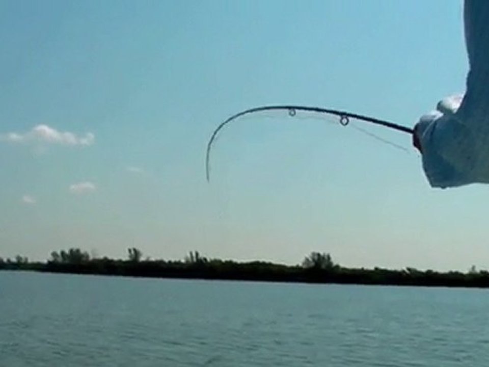 Trout Media - Tarpon