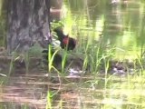 Red-Winged Blackbird Displays in a Flooded Orchard