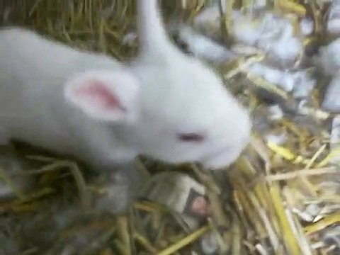 15 GÜNLÜK TAVŞAN YAVRULARI