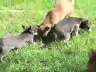 Cachorros chihuahua comprar: 665 92 16 55.