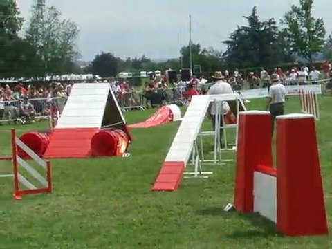 Cayenne Agility 1 Championnat de france 2010 Annonay