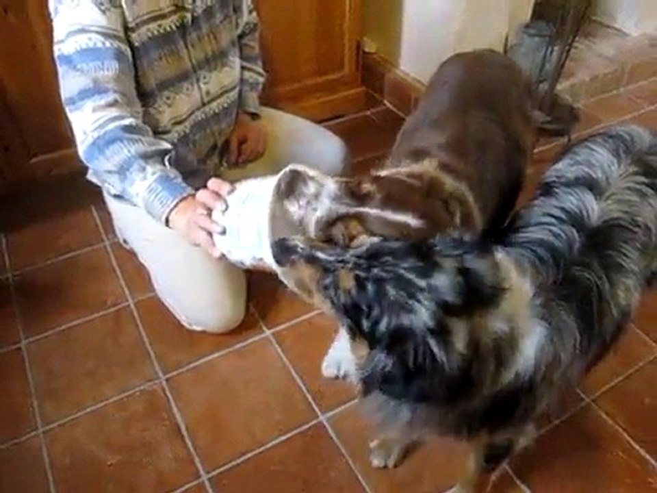......Mais les chiens ont le dernier mot!