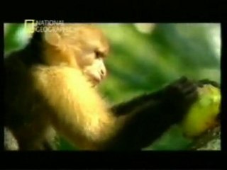 Monos que se automedican