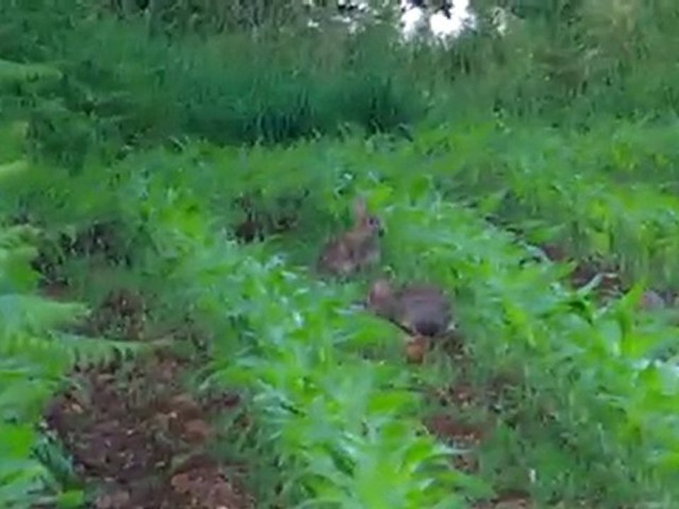 Lapins Costour