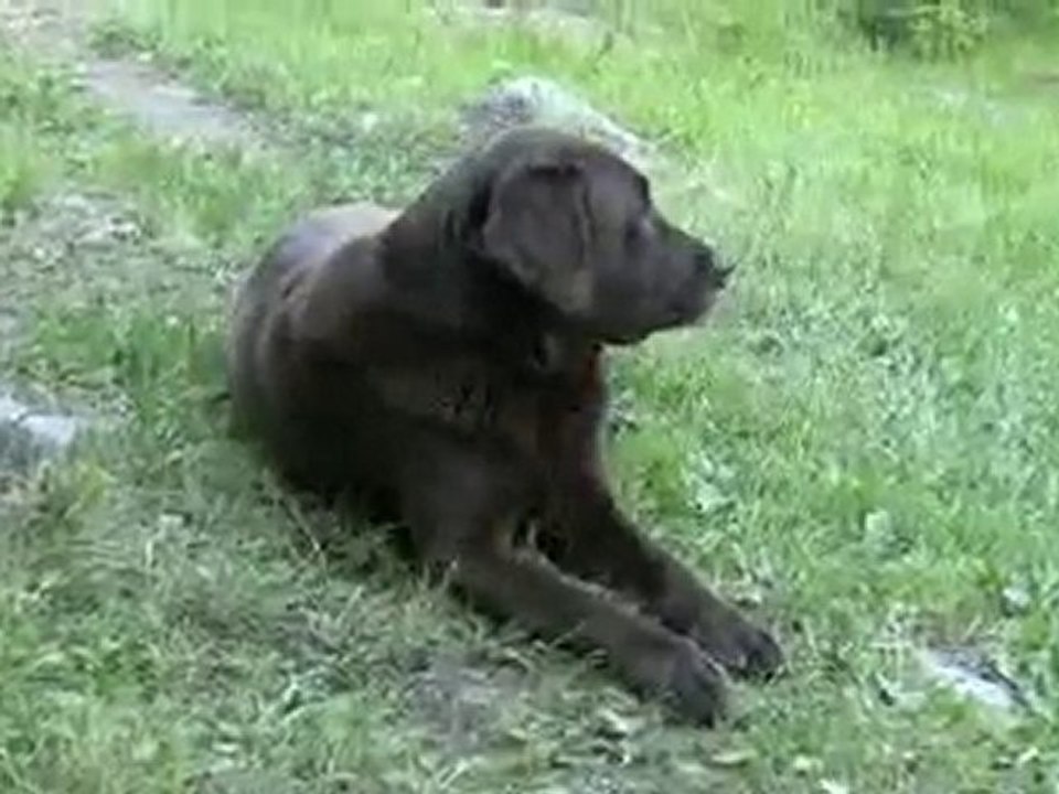 brown-lab-dog-panting