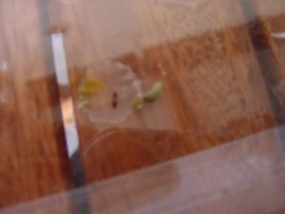 Fourmis  V.S Chenille