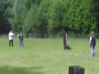 Elevage De vagoria en concours d'obéissance