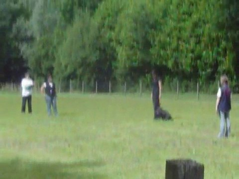 Elevage De vagoria en concours d'obéissance